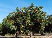 Calidad garantizada: Comprar Naranjas Valencianas online confianza