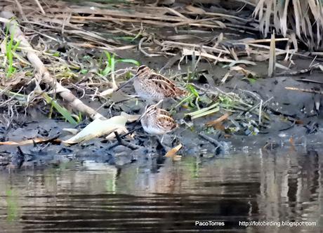 Sigue invernando la agachadiza chica en Sant Adrià