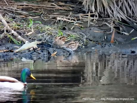 Sigue invernando la agachadiza chica en Sant Adrià