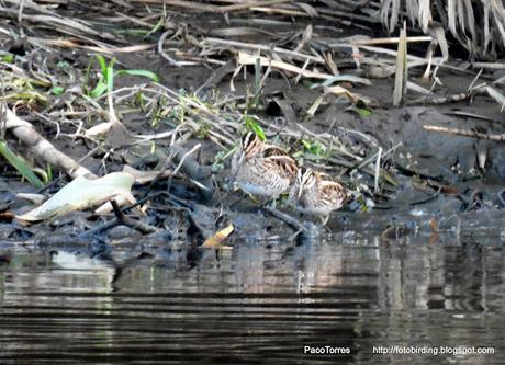 Sigue invernando la agachadiza chica en Sant Adrià