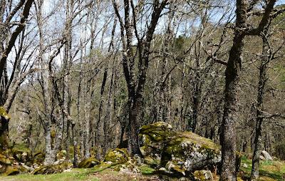 Valle d Iruelas. 8. Árboles