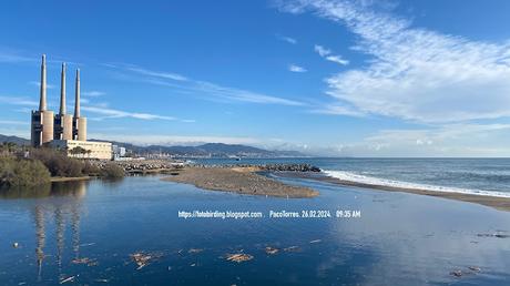Cinco clases de gaviotas en la desembocadura