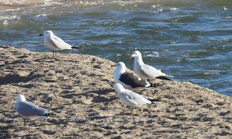 Cinco clases de gaviotas en la desembocadura