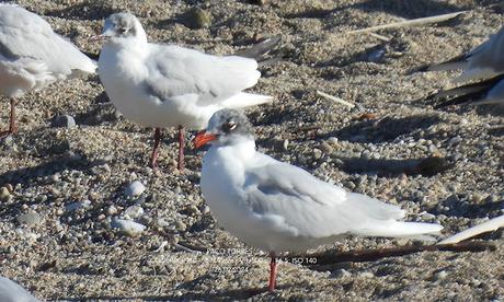 Cinco clases de gaviotas en la desembocadura