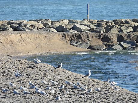 Cinco clases de gaviotas en la desembocadura