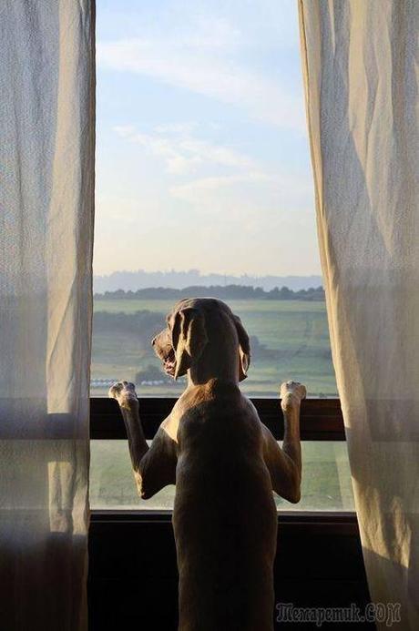 Un perro mira por la ventana