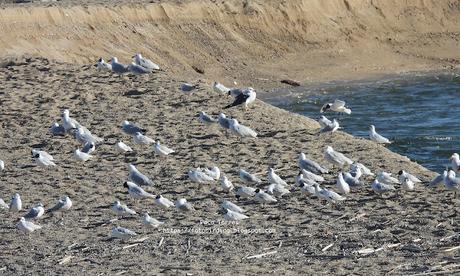 Una larus foscus en la barra de arena