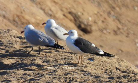 Una larus foscus en la barra de arena