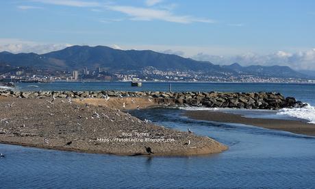 Una larus foscus en la barra de arena