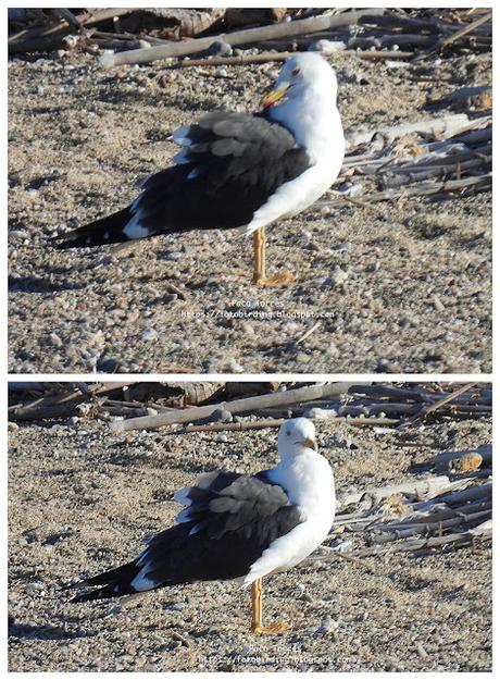 Una larus foscus en la barra de arena