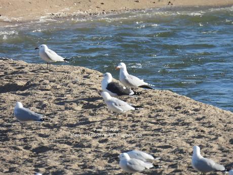 Una larus foscus en la barra de arena