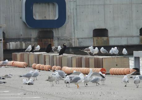 Audouin con anilla en el port de Sant Adrià de Besòs
