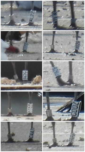 Audouin con anilla en el port de Sant Adrià de Besòs