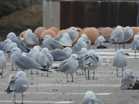 Audouin con anilla en el port de Sant Adrià de Besòs