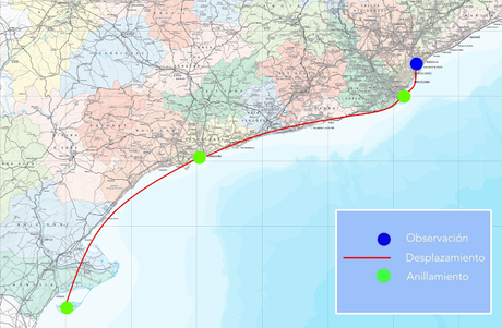 Audouin con anilla en el port de Sant Adrià de Besòs
