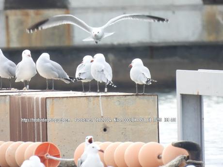 Audouin con anilla en el port de Sant Adrià de Besòs