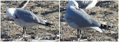 Larus Audouinii CDM0
