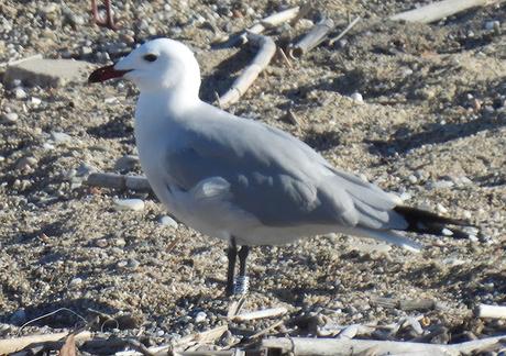 Larus Audouinii CDM0