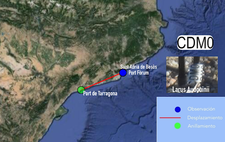 Larus Audouinii CDM0