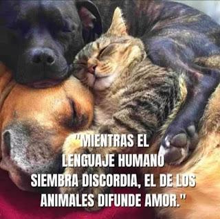 Fuego y cenizas en Nou Campanar…  y Ábalo se tiró al monte.