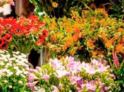 Jardín ensueño: Transforma boda oasis floral belleza elegancia