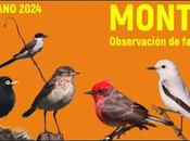 Observación fauna Monte