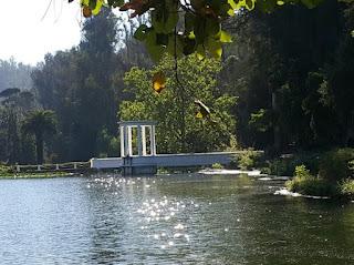 De la muerte de un árbol
