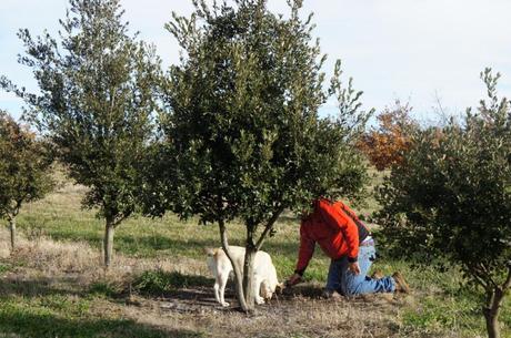 agustin lagos productor de trufas negra argentina campo perros arboles