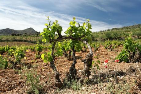Bodegas Frontonio recuperando la tradición vinícola Bodegas Frontonio recuperando la tradición vinícola