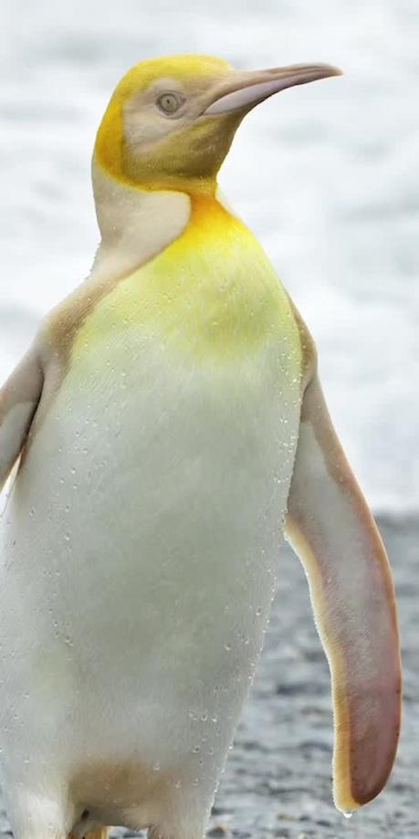 Avistan por primera vez a un pingüino amarillo