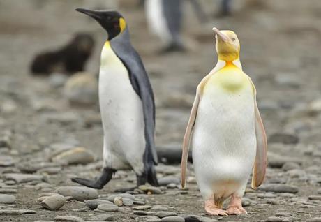 Avistan por primera vez a un pingüino amarillo