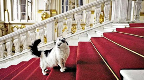 ¡Los gatos del Museo Hermitage: Los auténticos Guardianes del arte!