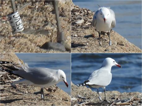 Gaviota de Audouin CFVC