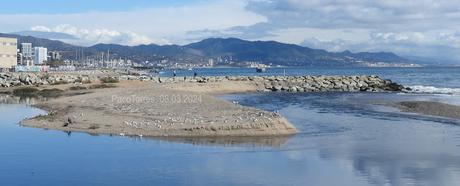 Gaviota de Audouin CFVC