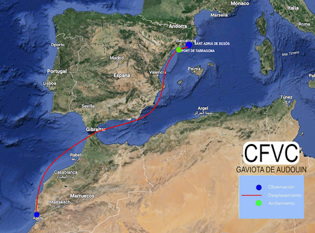 Gaviota de Audouin CFVC