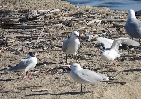 Gaviota de Audouin CFVC