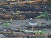 ¡Los Chorlitejos chico llegado Parc Fluvial Besòs!