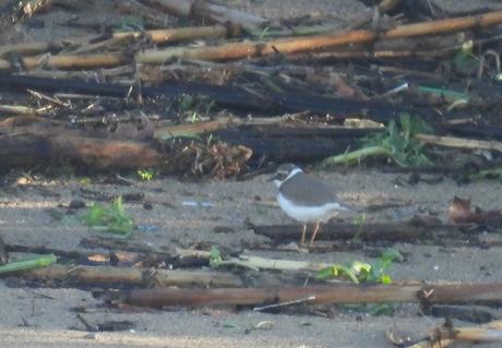 ¡Los Chorlitejos chico han llegado al Parc Fluvial Besòs!