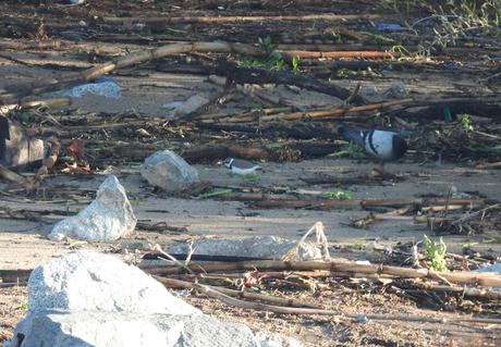 ¡Los Chorlitejos chico han llegado al Parc Fluvial Besòs!