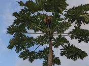 Semilla tierra