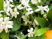 Flor azahar
