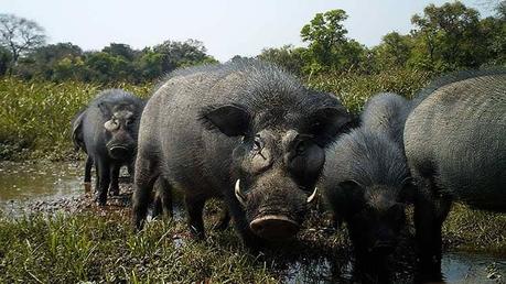 15 mejores lugares para visitar en República Centroafricana Reserva natural de Chinko