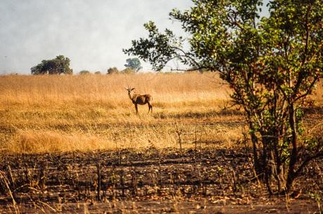 15 mejores lugares para visitar en República Centroafricana Bamingui
