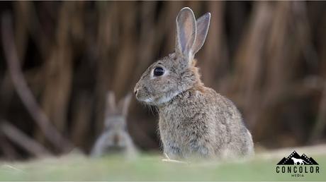 Conejos de monte en Sant Adrià de Besòs