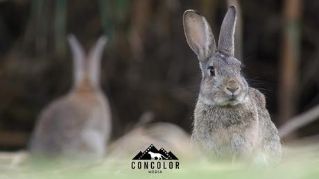 Conejos de monte en Sant Adrià de Besòs