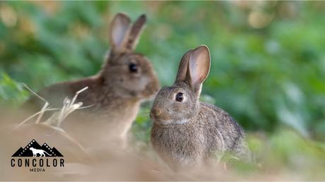 Conejos de monte en Sant Adrià de Besòs