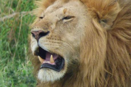 Safari en Uganda Safari en Uganda