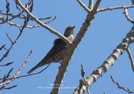Un zorzal charlo en Sant Adrià Un zorzal charlo en Sant Adrià