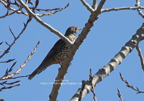 Un zorzal charlo en Sant Adrià Un zorzal charlo en Sant Adrià