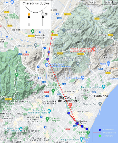 Chorlitejo chico con anilla 74